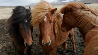 İzlanda atlarını soğuk rüzgarda birbirine yaklaştırın.