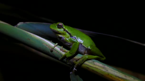 Rana Verde Del Árbol Sentada Una Rama Noche Grecia — Vídeos de Stock