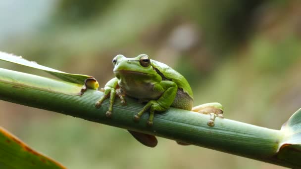 在希腊 绿树蛙坐在树枝上 — 图库视频影像