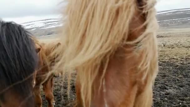 Group Icelandic Horses Cold Windy Weather — Stock Video