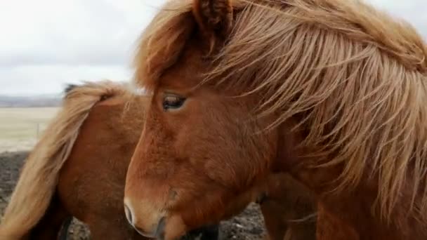 Cerca Dos Caballos Islandeses Clima Frío Ventoso — Vídeos de Stock