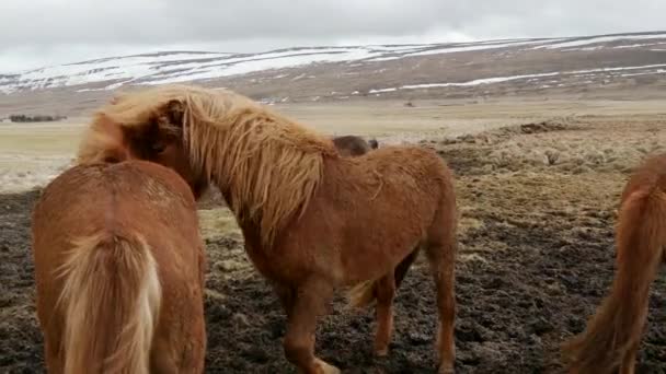 Walka Islandzkimi Końmi Zimną Pogodę — Wideo stockowe