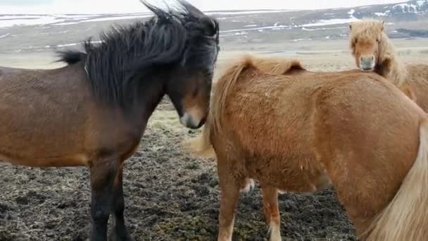 Grupo Cavalos Islandeses Tempo Vento Frio — Vídeo de Stock