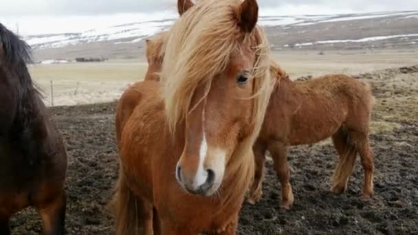 Grupo Caballos Islandeses Clima Frío Ventoso — Vídeos de Stock