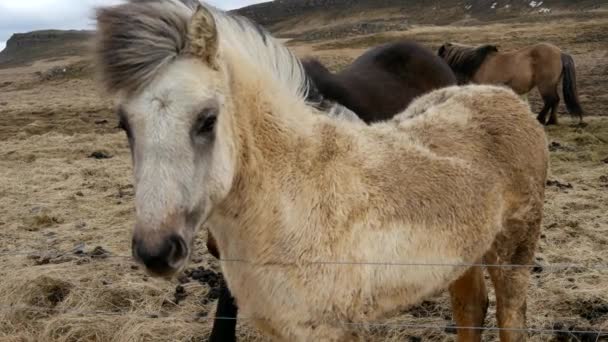 Close Two Friendly Icelandic Horses — Stock Video