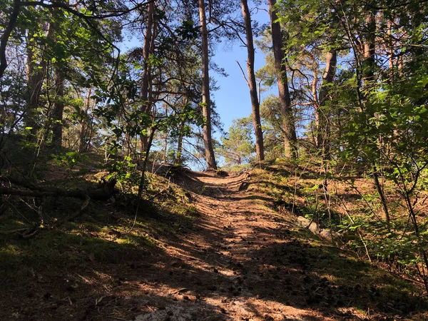 Caminho Pela Floresta Torno Beerze Overijssel Países Baixos — Fotografia de Stock