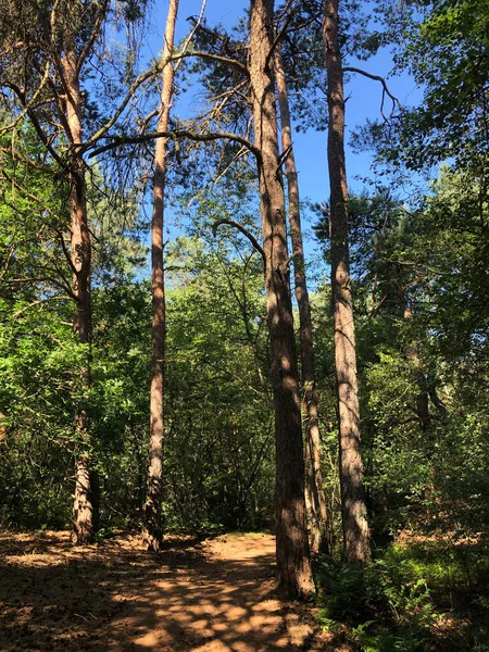 Weg Durch Den Wald Rund Beerze Overijssel Niederlande — Stockfoto