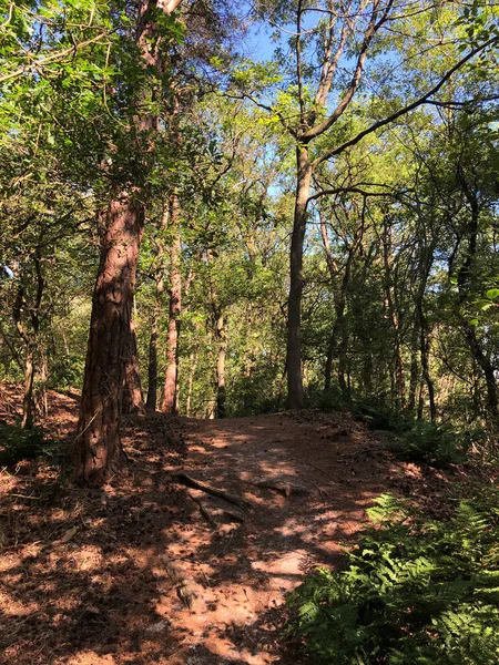 Caminho Pela Floresta Torno Beerze Overijssel Países Baixos — Fotografia de Stock