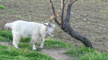 Agrigento, İtalya 'da keçi boynuzlarını bir ağaca vuruyor