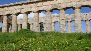 İtalya 'da Segesta' daki Doric tapınağının önündeki çiçekler.