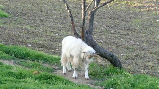 Cabra Com Coceira Nas Costas Agrigento Itália — Vídeo de Stock