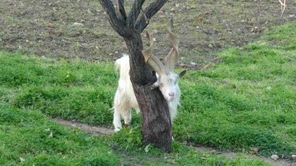 Chèvre avec un cou qui gratte à Agrigente, Italie