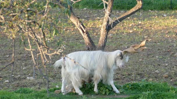 Κατσίκα Φαγούρα Πίσω Στο Agrigento Ιταλία — Αρχείο Βίντεο