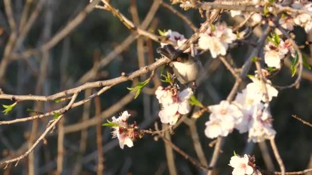 Vogel Pflückt Ein Blatt Vom Apfelbaum Agrigent Italien — Stockvideo