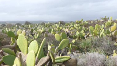 Kaktüs Riserva naturale orientata Oasi Faunistica di Vendicari Ulusal Parkı, İtalya