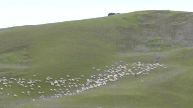 İtalya 'nın Segesta tepelerinde koyunlar