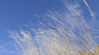 İtalya 'daki Segesta Doric tapınağının etrafındaki çimenler.