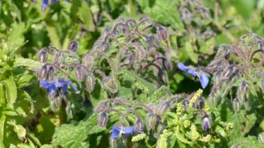 Segesta İtalya 'da yıldız çiçeği olarak da bilinen Borage civarında uçan arı.