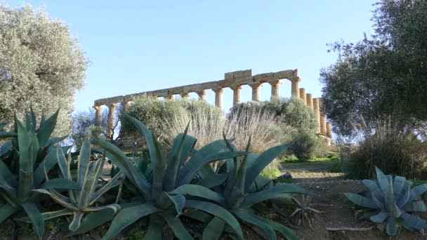 Tempio Giunone Tempio Greco Del Secolo Agrigento — Video Stock