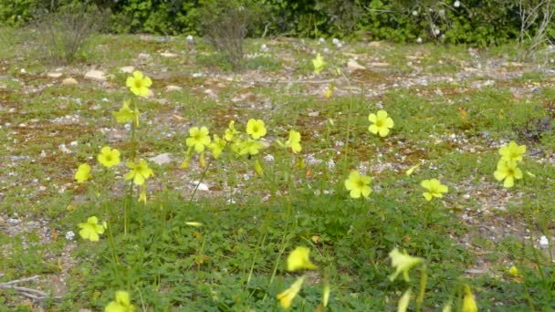 Yellow Flowers Riserva Naturale Orientata Oasi Faunistica Vendicari National Park — Stock Video