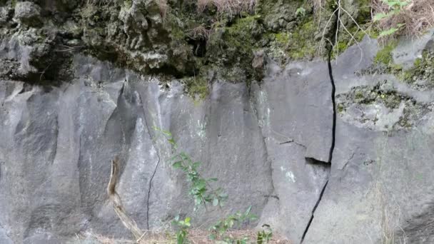 意大利维苏威火山周围森林中的石墙 — 图库视频影像