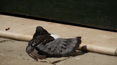 Güvercin kanatlarını güneşte kurutuyor.