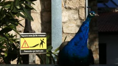 Aziz Naum Makedonya 'da sana zarar verebileceğine dair bir işaretin yanındaki tavus kuşu.