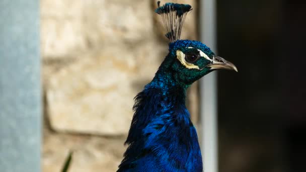 Closeup Peacocks Head Saint Naum Macedonia — Stock Video