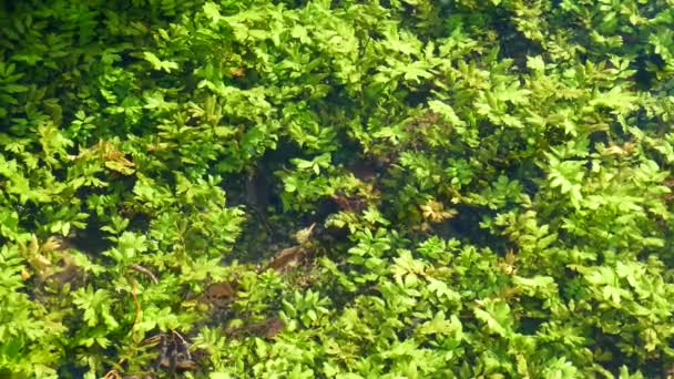 Plantas Água Lago Saint Naum Macedônia — Vídeo de Stock