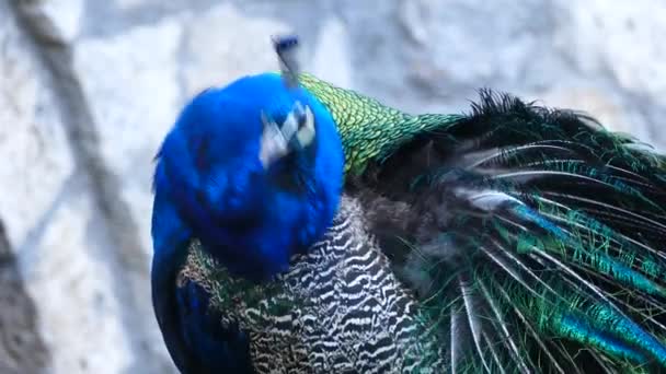 Peacock Schoonmaken Van Zijn Veren Saint Naum Macedonië — Stockvideo