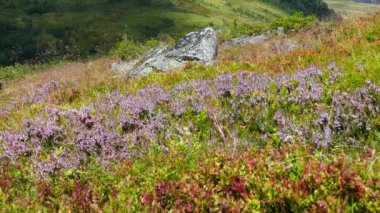 Norveç 'teki Geiranger Ulusal Parkı' ndan tepelerde Calluna ve çimenler