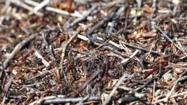 Norveç 'teki Jotunheimen Ulusal Parkı' ndaki bir karınca kolonisinin yakınında.