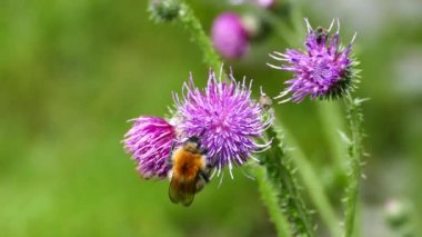 Humblebee ve Morkidsdalen parkındaki Carduus fabrikasında uçan Skjolden Norveç