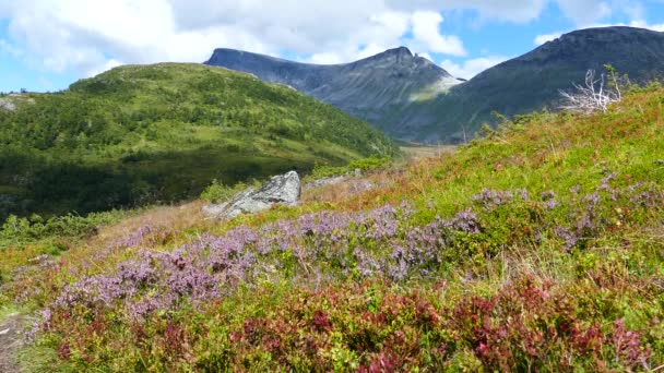 Calluna Paysage Montagne Herbe Dans Parc National Geiranger Norvège — Video