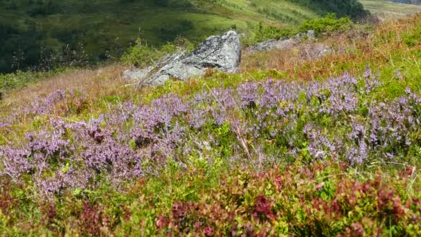 Calluna Herbe Sur Les Collines Parc National Geiranger Norvège — Video