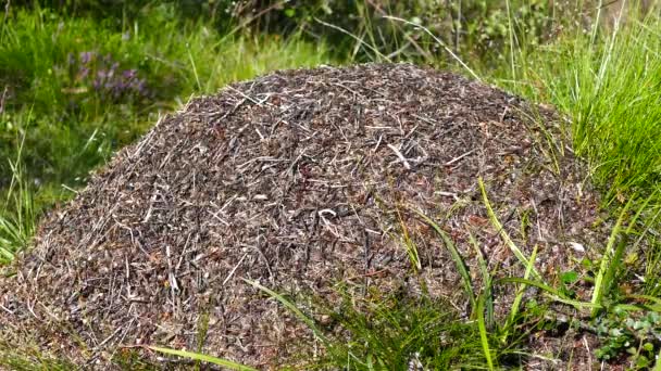 Norveç Jotunheimen Ulusal Parkı Ndaki Karınca Kolonisi — Stok video