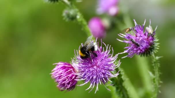 Humblebee Mosche Sulla Pianta Carduus Nel Parco Morkidsdalen Skjolden Norvegia — Video Stock