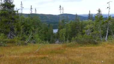 Norveç Borgefjell Ulusal Parkı 'ndaki çam ve sonbahar manzarasından
