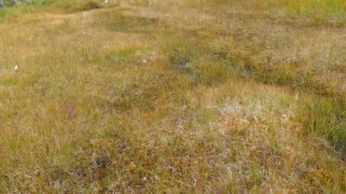 Norveç Borgefjell Ulusal Parkı 'nda çimenden dağ manzarasına eğilmek