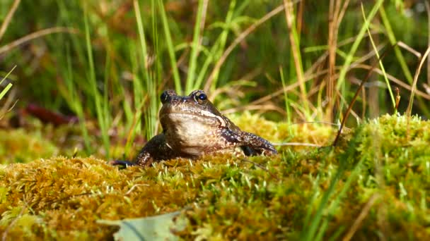 挪威Moysalen国家公园的欧洲普通青蛙 — 图库视频影像