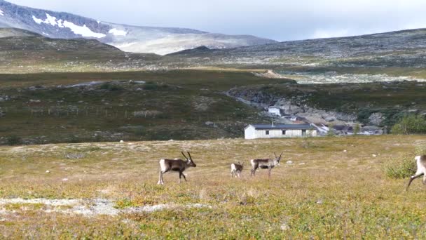 Reindeer Walking Away Saltfjellet Svartisen National Park Norway — Stock Video