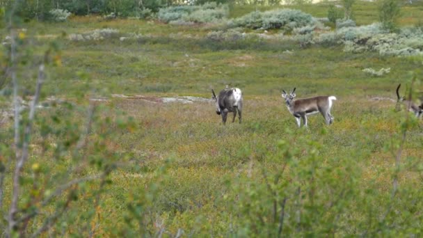 Τάρανδος Πόδια Στο Εθνικό Πάρκο Saltfjellet Svartisen Νορβηγία — Αρχείο Βίντεο