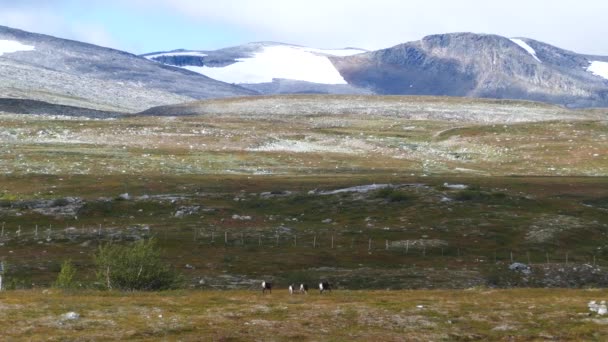 Rentiere Saltfjellet Svartisen Nationalpark Norwegen — Stockvideo