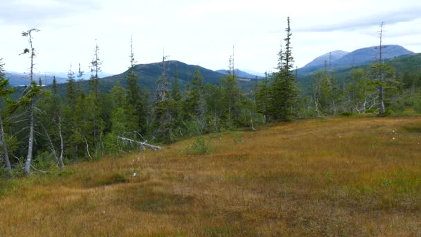 Krajobraz Górski Parku Narodowym Borgefjell Norwegia — Wideo stockowe