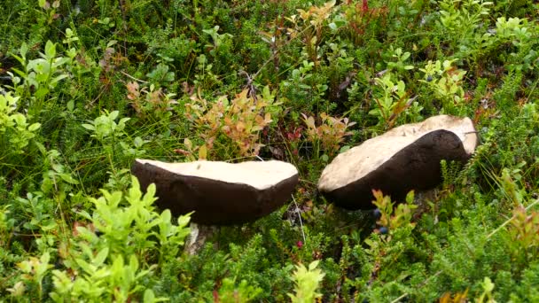 Zwei Große Pilze Gras Des Borgefjell Nationalparks Norwegen — Stockvideo