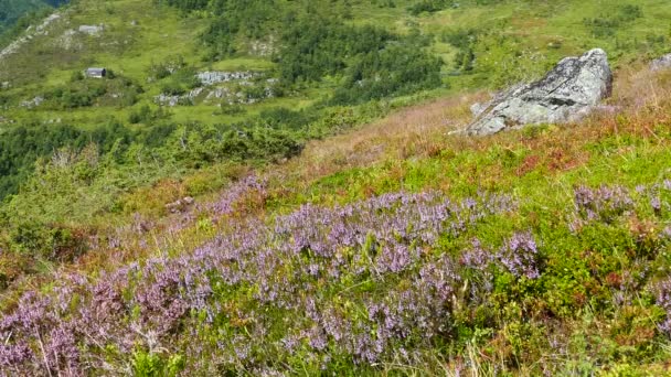Geiranger Ulusal Parkı Norveç Yabanmersini — Stok video