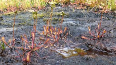 Morkidsdalen Park 'taki Sundew Norveç' te