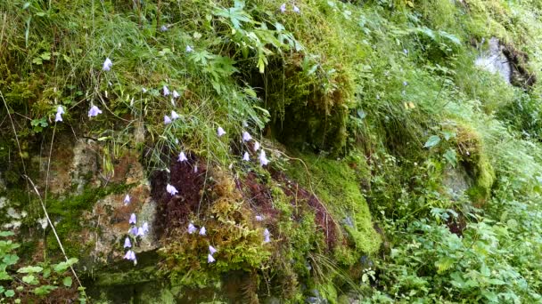 Moos Und Blumen Auf Einem Felsen Morkidsdalen Park Skjolden Norwegen — Stockvideo