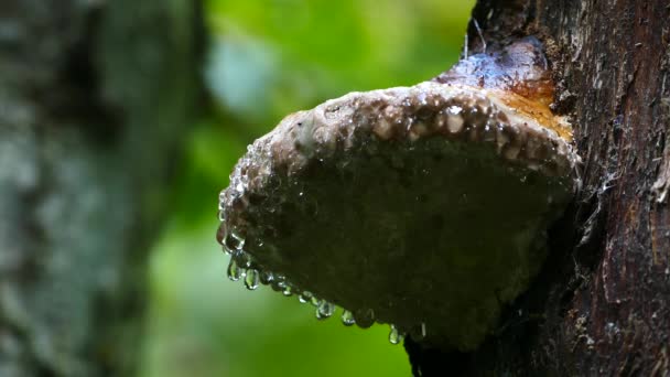 Wassertropfen Auf Einem Pilz Morkidsdalen Park Skjolden Norwegen — Stockvideo