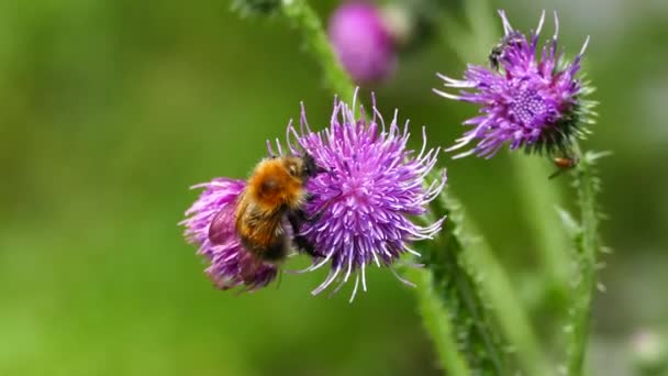 Humblebee Moscas Planta Carduus Parque Morkidsdalen Skjolden Noruega — Vídeo de Stock